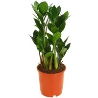 Dehner Zimmerpflanze Glücksfeder, Zamioculcas zamiifolia, versch. Größen, mit ledrigen Fiederblättern, robust, dunkler Standort