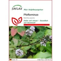 SAFLAX Blumensamen SAFLAX - Samen - Pfefferminze
