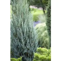 Pflanzen für Dich Konifere Juniperus scop. Blue Arrow, 1 St., Felsengebirgs-Wacholder, Säulenwacholder, blaugrün, säulenförmig