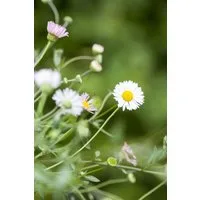 Pflanzen für Dich Staude Erigeron karvinsk. Blütenmeer, 1 St., Spanisches Gänseblümchen, Mexikanisches Berufkraut
