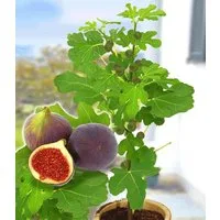 BALDUR Garten Feigenbaum Frucht-Feige 'Rouge de Bordeaux' groß, 1 St., Selbstbefruchtend, winterhart, mehrjährig, pflegeleicht