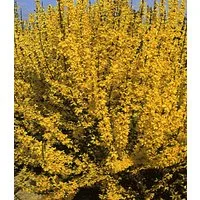 BALDUR Garten Zierstrauch Forsythie, 1 St., Heckenpflanze, winterhart, blickdicht, pflegeleicht