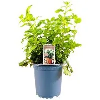 Pflanzen für Dich Staude Melissa officinalis, 1 St., Zitronenmelisse, Melisse