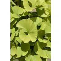 Pflanzen für Dich Konifere Ginkgo biloba Mariken, 1 St., Ginkgo, Fächerblattbaum, kompakt, fächerförmige Blätter