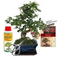 Exotenherz Zimmerpflanze Geschenkset Bonsai Carmona Fukientee ca. 6 Jahre alt Anfänger-Set