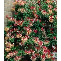 BALDUR Garten Zierstrauch Duft Geißblatt 'Henry', Lonicera immergrün, 1 St., Jeängerjelieber, immergrün, winterhart, mehrjährig