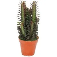 Exotenherz Kaktus Euphorbia trigona rubra - mittelgrosse Pflanze im 12cm Topf