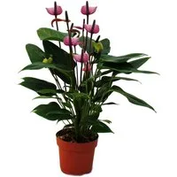 Exotenherz Zimmerpflanze Flamingoblume "Lila Fiorino" violett Anthurium andreanum 12cm