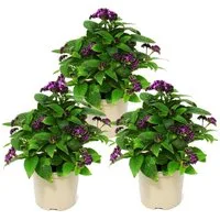 Exotenherz Beetpflanze Vanilleblume - Heliotropium - 11cm - Set mit 3 Pflanzen
