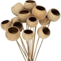 Trockenblume Bell Cup Natur Deko am Stiel Exoten 15 Stk, 15 Stück, Florists Products, Höhe 38 cm