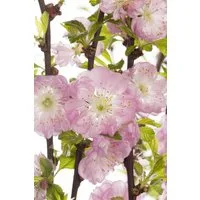 Pflanzen für Dich Gehölze Prunus triloba, 1 St., Mandelbäumchen, Mandelstrauch, Chinesische Mandel, Dreilappige Mandel