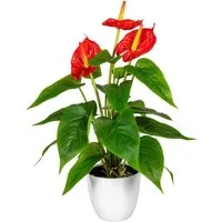 Kunstpflanze Haune Anthurie, OTTO home, Höhe 40 cm, im Topf