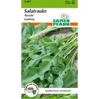 SAMEN PFANN Gemüsesamen Salatrauke, Rucola - Saatgut Salat-Samen Samen, Eruca sativa
