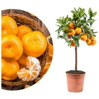 Meine Orangerie Obstpflanze Satsuma-Mandarinenbaum - Citrus unshiu, echte Satsuma Mandarine, professionell veredelter und fruchtreifer Zitrusbaum