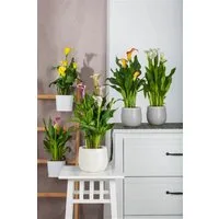 Pflanzen für Dich Staude Zantedeschia aethiopica, 1 St., Calla, Zimmerkalla, Kalla-Lilie