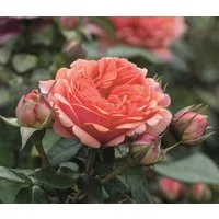 Dehner Rose Edelrose Chippendale®, apricot-rosa-orange-farbene Blüten, Züchter Tantau, mit gefüllten und duftenden Blüten