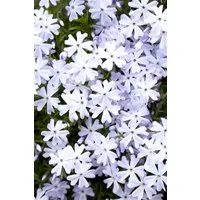 Pflanzen für Dich Bodendecker Phlox sub. Emerald Cushion Blue, 1 St., Polster-Phlox, Teppich-Phlox, Moos-Phlox, blauviolett, teppichbildend