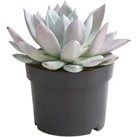 Dehner Sukkulente Echeverie Mexican Giant, 15-25 cm inkl. Pflanztopf, Ø Topf 17 cm, zartrosa-blaue Sukkulente mit rosettenförmigem Wuchs