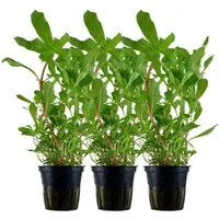 Aquaone Wasserpflanze Aquarium Pflanze 3 Stück Ammannia crassicaulis Nr.033B