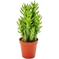 Exotenherz Zimmerpflanze Austrocylindropuntia subulata - Feigenkaktus - im 5,5cm Topf