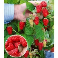 BALDUR Garten Obstpflanze Riesenhimbeere Primeberry® Autumn Happy®, 3 St., Herbst-himbeere, ertragreich, winterhart, mehrjährig