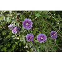 Pflanzen für Dich Kletterpflanze Clematis Hybride Josephine, 1 St., Clematis, Waldrebe, gefüllte Blüten, rosa-lila Farbmix