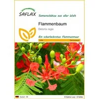 SAFLAX Blumensamen SAFLAX - Samen - Flammenbaum