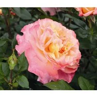 Dehner Rose Edelrose Augusta Luise®, apricot-farbene Blüten, gefüllte und duftende Blüten, Züchter Tantau