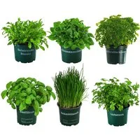 Dehner Gewürzkraut Kräuter-Set, Küchenkräuter, 6 Stück, je ca. 15 cm