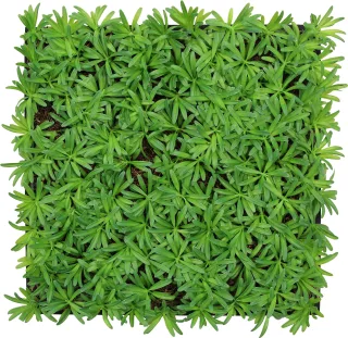Wall