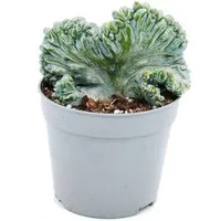 Exotenherz Kaktus Heidelbeer-Kaktus Kammform Myrtillocactus geometrizans cristata 6,5cm