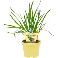 Exotenherz Gewürzkraut Gartenknofi in BIO-Qualität Allium Hybride Kräuterpflanze im 12cm Topf