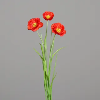 Rot