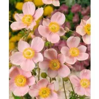 Pflanzen für Dich Staude Anemone hup. Ouvertüre, 1 St., Herbst-Anemone, Japanische Anemone