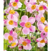 BALDUR Garten Staude Rosa Herbst-Anemone, 2 St., Herbstanemonen, winterhart, lange Blütezeit, bienenfreundlich