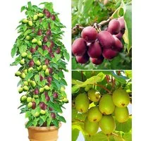 BALDUR Garten Obstpflanze DUO-Kiwi-Turm-Kollektion, 3 St., Strahlengriffel, ertragreich, winterhart, mehrjährig