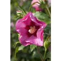Pflanzen für Dich Gehölze Hibiscus syriacus Pink Giant, 1 St., Garten-Eibisch, Straucheibisch, Roseneibisch