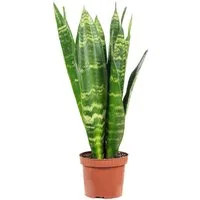 Flowerbox Zimmerpflanze Bogenhanf - Sansevieria trifasciata Black Coral, pflegeleicht - Höhe ca. 30 cm, Topf-Ø 9 cm