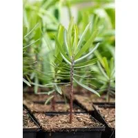Pflanzen für Dich Staude Euphorbia lathyris, 1 St., Kreuzblättrige Wolfsmilch, Gichtkraut, Maulwurfspflanze