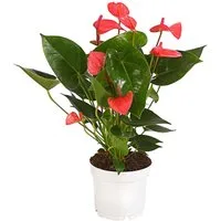 Dehner Zimmerpflanze Große Flamingoblume, Anthurium andreanum, ca. 30-35 cm, pink, auffallende, pinke Einzelblüten