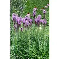 Pflanzen für Dich Staude Liatris spic. Floristan Violett, 1 St., Prachtscharte, Ährige Prachtscharte