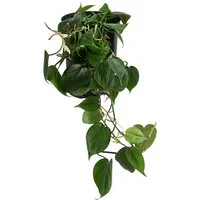 Dehner Zimmerpflanze Baumfreund, Philodendron scandens, in Hydrokultur, inkl. Wasserstandsanzeiger, fleischige, herzförmige Blätter