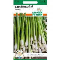 SAMEN PFANN Gemüsesamen Lauchzwiebel, Winterhecke, Freddy - Saatgut Zwiebel-Samen Samen, Allium fistulosum