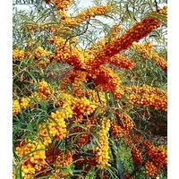 BALDUR Garten Obstpflanze Sanddorn 'Orange Energy®' weiblich, 1 St., Sauerdorn, winterhart, mehrjährig, essbar