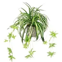 Kunstpflanze Wasserlilie Wasserlilie, I.GE.A., Höhe 35 cm, im Übertopf