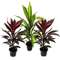 Exotenherz Zimmerpflanze 3er Set Cordyline fruticosa, Keulenlilie 12cm Topf