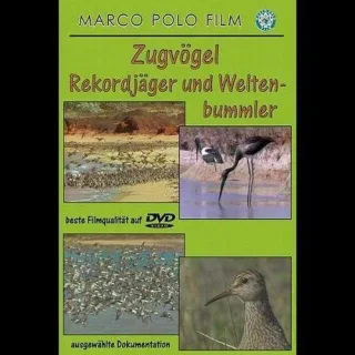 Zugvögel-Rekordjäger und Weltenbummler