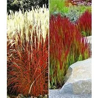BALDUR Garten Gräser Rote Gräser-Kollektion, 4 St., Imperatacylindrica, mehrjährig, pflegeleicht, kübelgeeignet