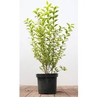 Pflanzen für Dich Gehölze Ligustrum oval. Aureum, 1 St., Goldliguster, Ovalblättriger Liguster