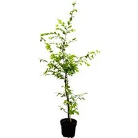 Pflanzen für Dich Baum Carpinus betulus, 1 St., Hainbuche, Weißbuche, dichtwachsend, schnittverträglich